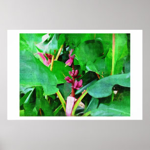 Poster Banane rose, velours rose musa, peinture à l'huile