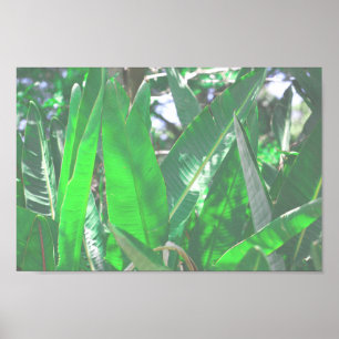 Poster Banane verte type plante pastel feuille