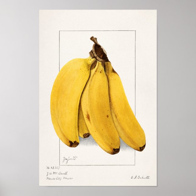 Poster Bananes (Musa) Peinture à l'aquarelle de fruits (Devant)