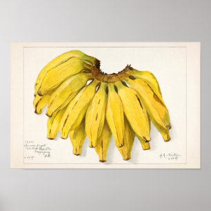 Poster Bananes (Musa) Peinture à l'aquarelle de fruits