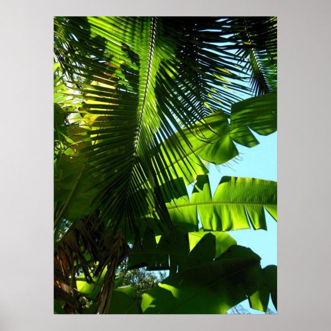 Poster Bananiers et cocotiers hawaïens (Devant)