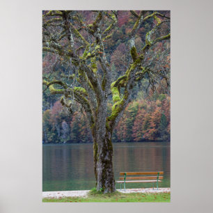 Poster Banc calme le long d'un lac, Allemagne