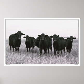 Poster Bande d'Angus - Béton d'Angus noir - Texas