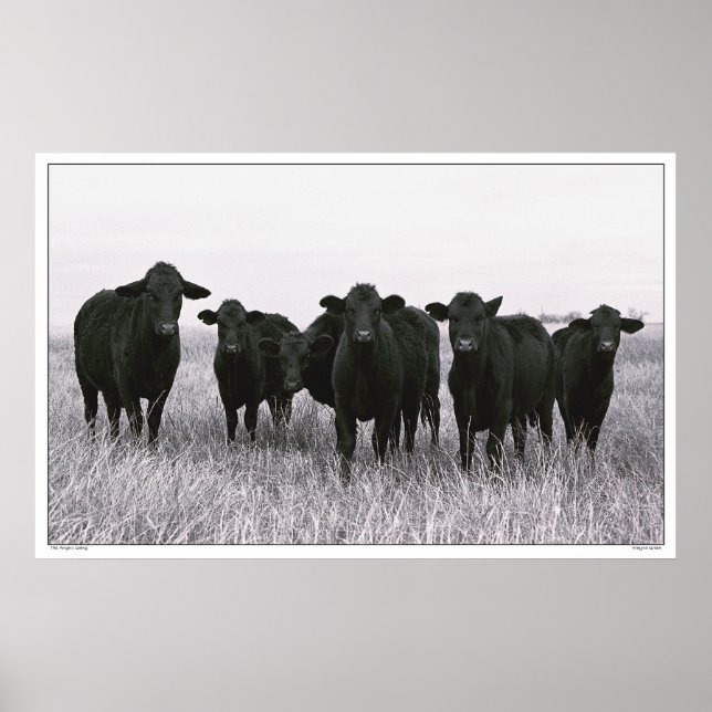 Poster Bande d'Angus - Béton d'Angus noir - Texas (Devant)