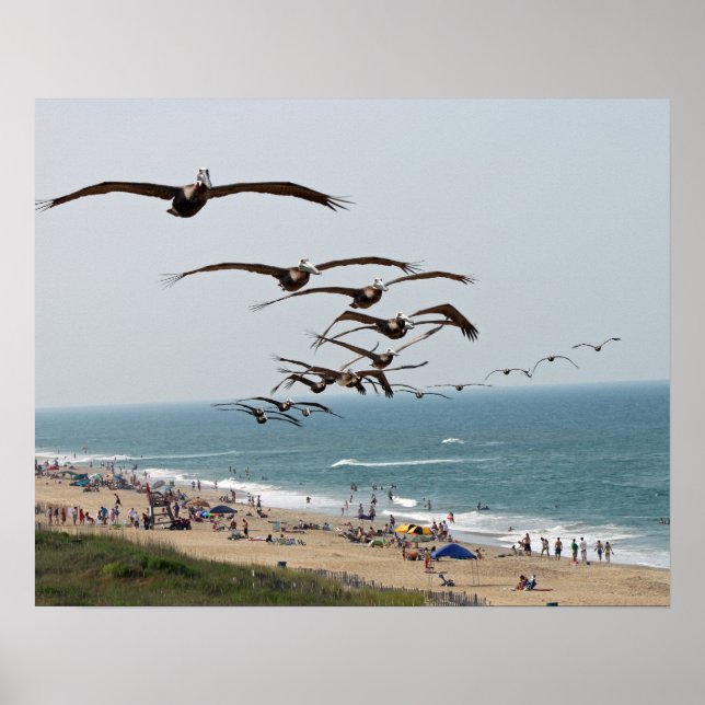 Poster Bande d'oiseaux pélicans survolant la plage d'OBX (Devant)