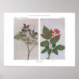 Poster Baneberry rouge (fleurs et fruit) - rubra d'Actaea