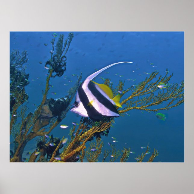 Poster Bannerfish dans le corail (Devant)