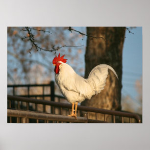 Poster "Bantam le matin"