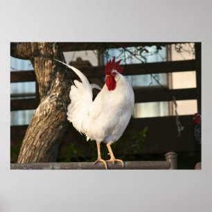 Poster Bantam Rooster