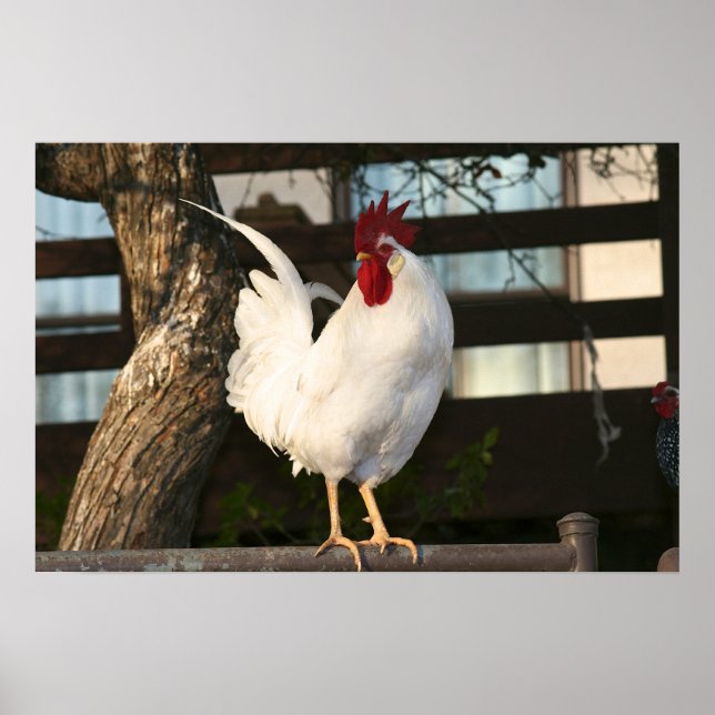Poster Bantam Rooster (Devant)