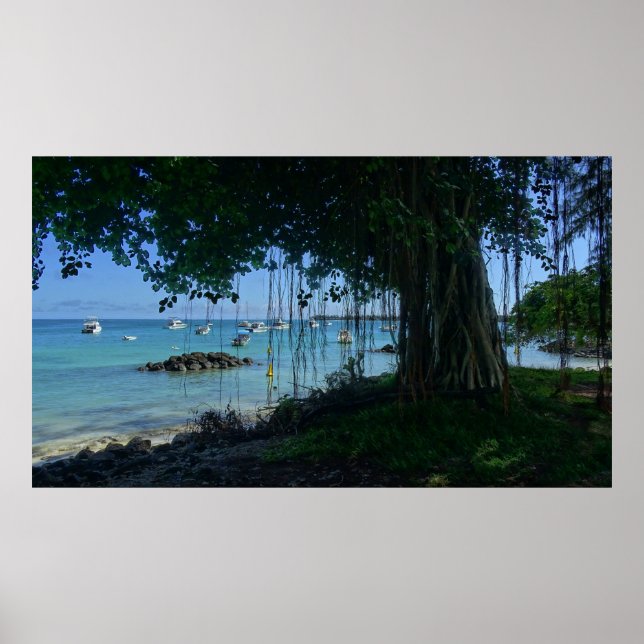 Poster Banyan à la plage (Devant)