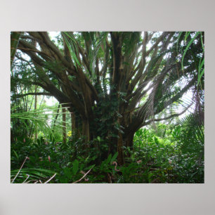Poster Banyan Tree