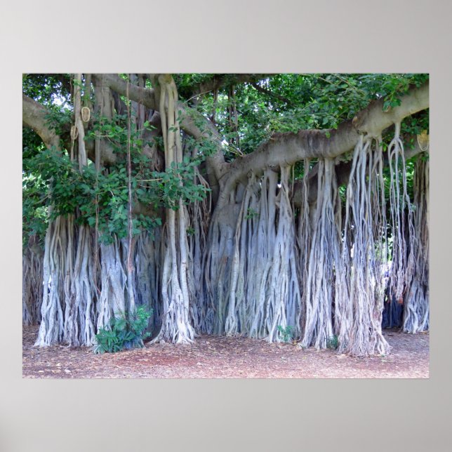 Poster Banyan Tree (Devant)