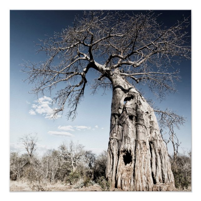 Poster Baobab dans le parc national des piscines de Mana, (Devant)