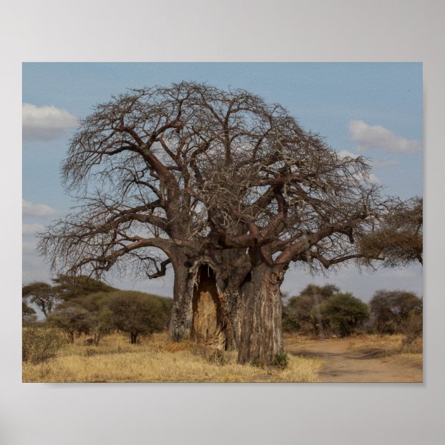 Poster Baobab Tree De Tanzanie. (Devant)