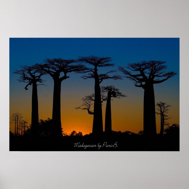 Poster Baobabs de Madagascar (Devant)