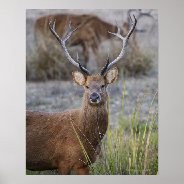 Poster Barasingha ou Barasinga (Rucervus (Devant)
