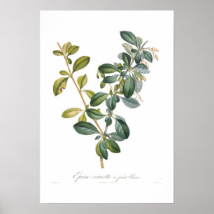 Poster Barbe blanche