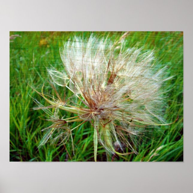 Poster Barbe de chèvre (Devant)