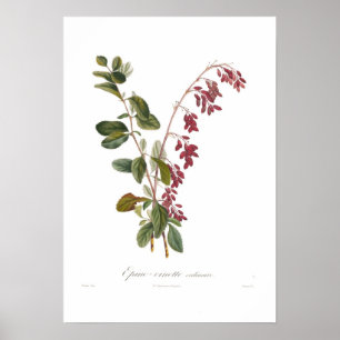 Poster Barberry