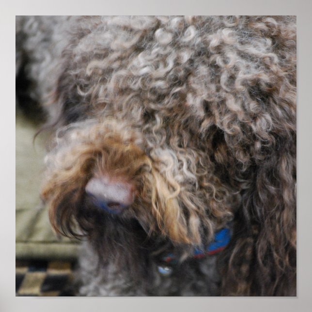 Poster Barbet (Devant)