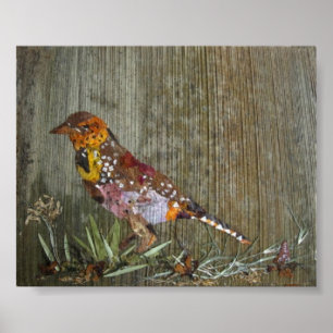 Poster Barbet Bird
