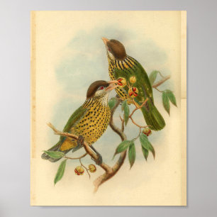 Poster Barbet Chat Oiseau Vert Jaune Vintage Imprimer
