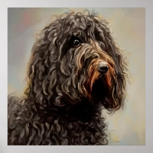 Poster Barbet - Portrait de chien