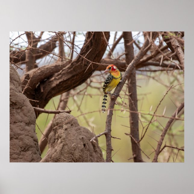 Poster Barbet rouge et jaune à la branche (Devant)