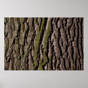 Poster Barbier chêne moss tronc bois