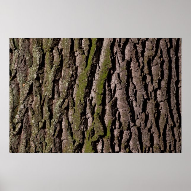 Poster Barbier chêne moss tronc bois (Devant)