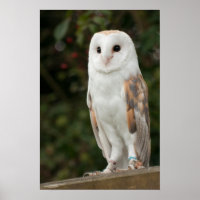 Barn Owl