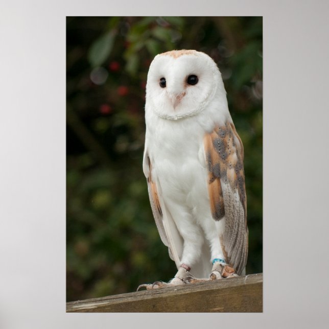 Poster Barn Owl (Devant)