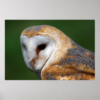 Poster Barn Owl