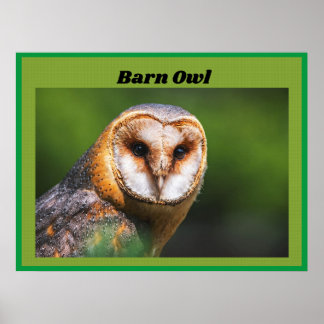 Poster Barn Owl