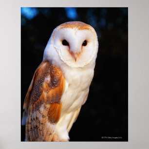 Poster Barn Owl 2