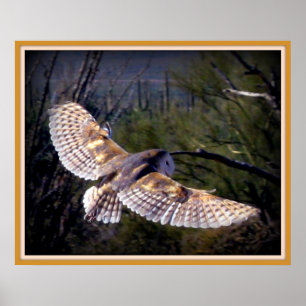 Poster Barn Owl à mi-vol