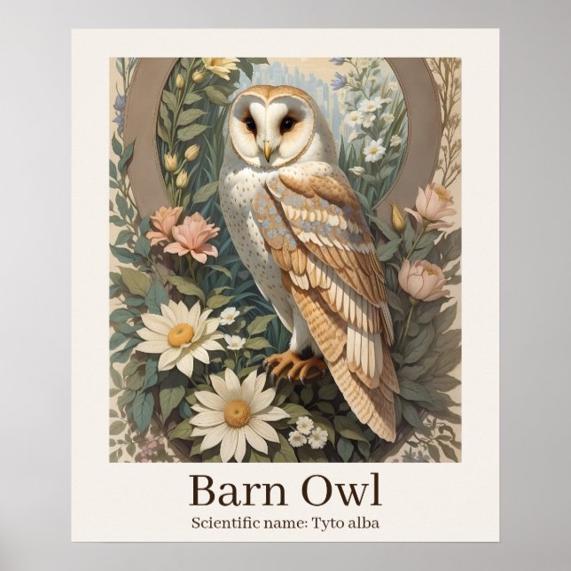 Poster Barn Owl Nom scientifique Faune (Devant)