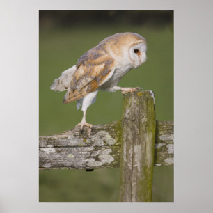 Poster Barn Owl se promène