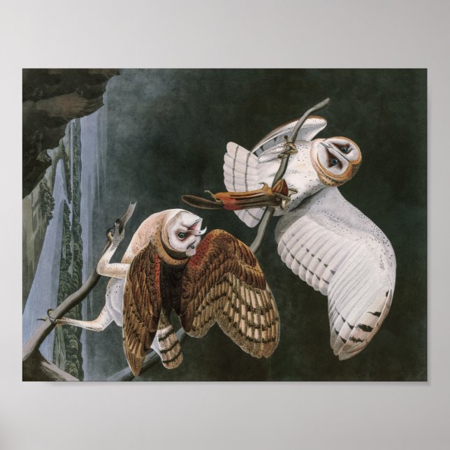 Poster Barn Owls, Birds of America John James Audubon (Devant)