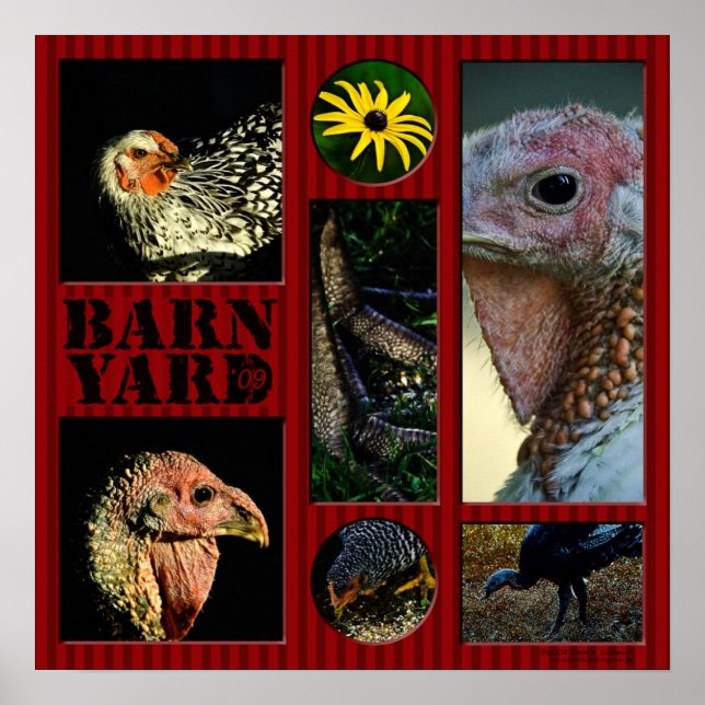 Poster Barn Yard Montage (Devant)