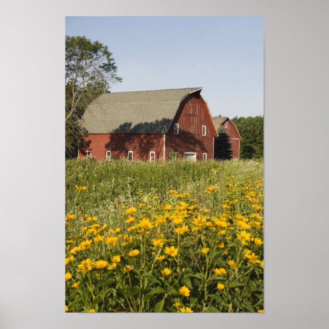 Poster Barne rouge et Fleurs sauvages jaunes (Devant)
