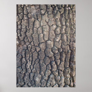 Poster Barque d'arbre
