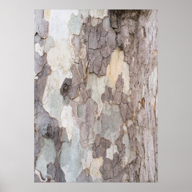 Poster Barque d'arbre (Devant)