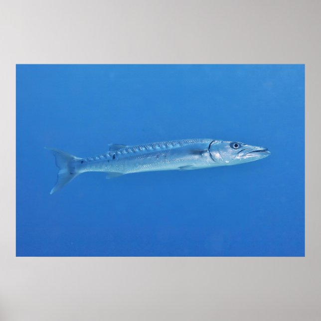 Poster Barracuda en bleu (Devant)