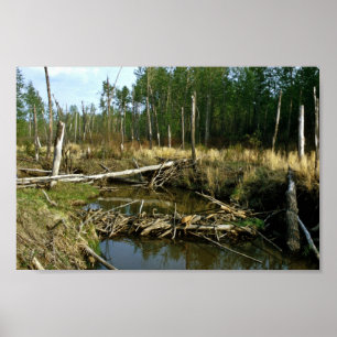 Poster Barrage Beaver