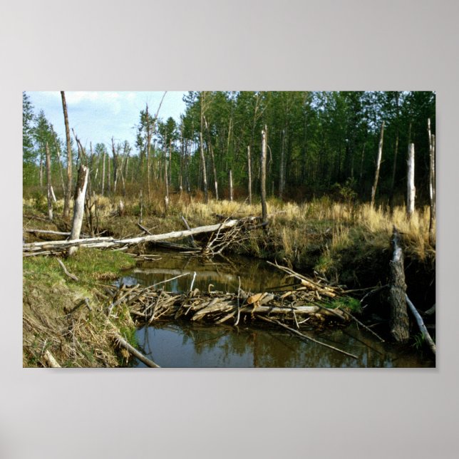Poster Barrage Beaver (Devant)