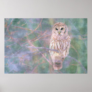 Poster Barred Owl Pastel Oilpaint