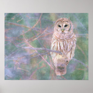 Poster Barred Owl Pastel Oilpaint