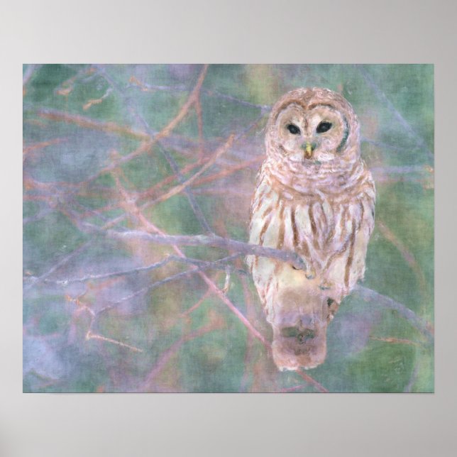 Poster Barred Owl Pastel Oilpaint (Devant)